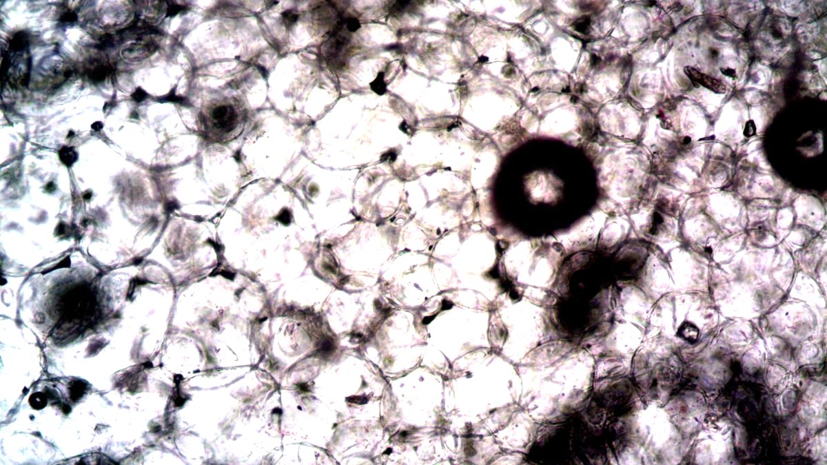 Regenerative Medicine Science course
